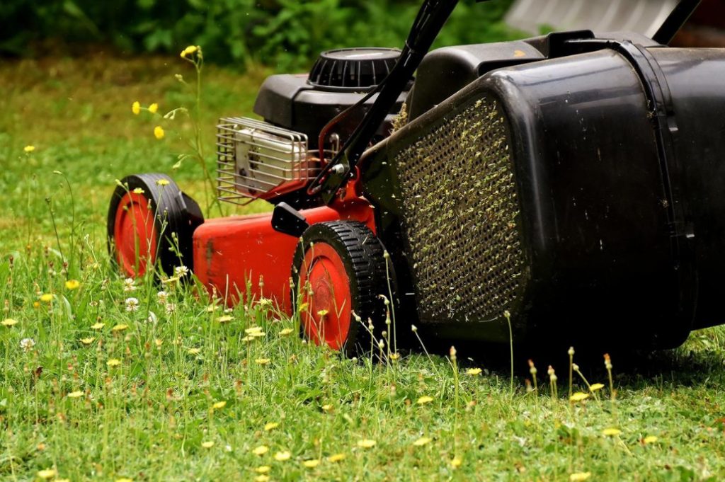 Mow Or Not Mow The Lawn