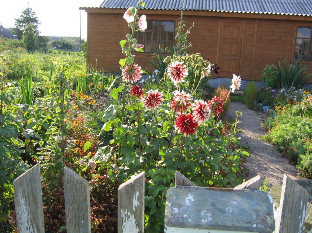 Nostalgia For The Front Garden