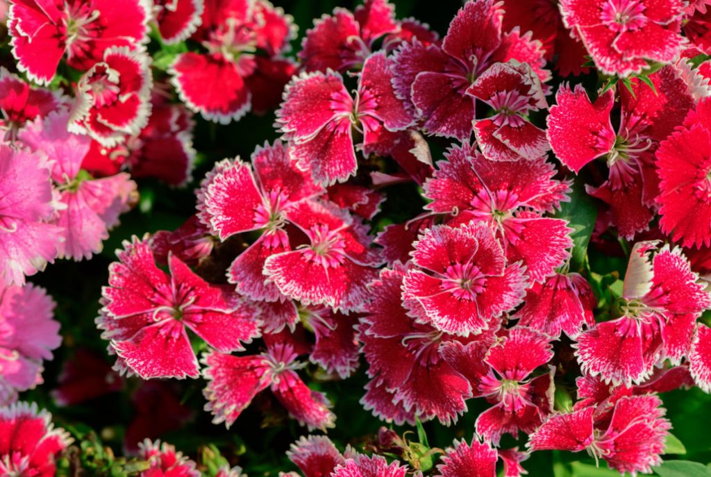 Perennial Carnations: Low-Growing And Small-Flowered