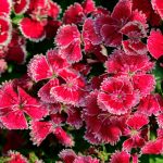 Perennial Carnations: Low-Growing And Small-Flowered