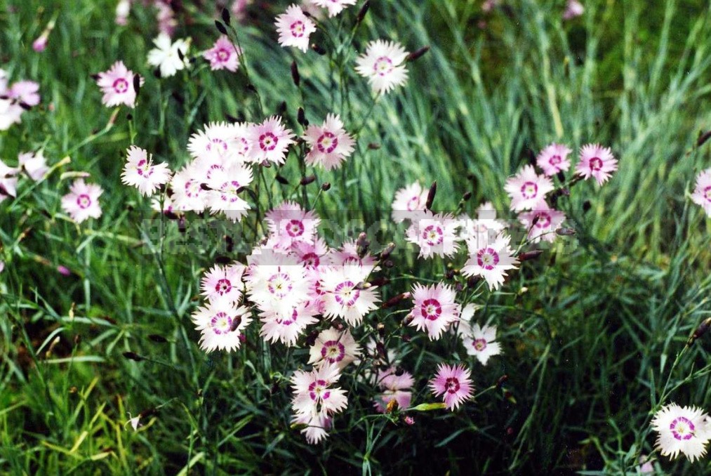 Perennial Carnations: Low-Growing And Small-Flowered