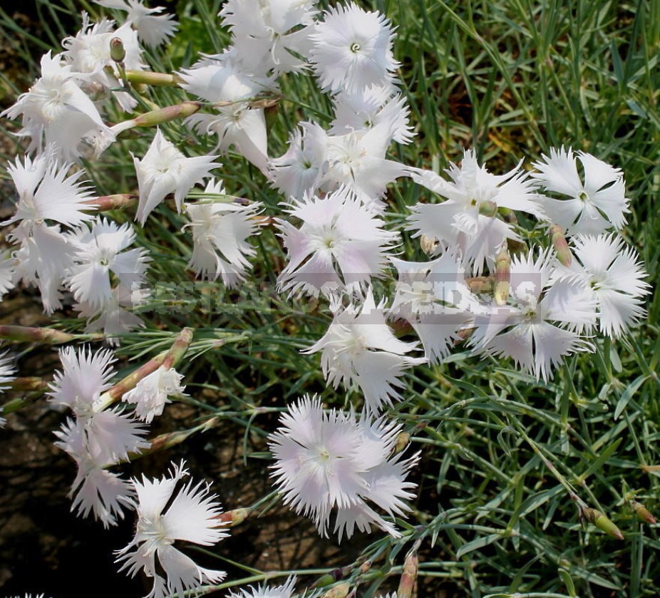 Perennial Carnations: Low-Growing And Small-Flowered