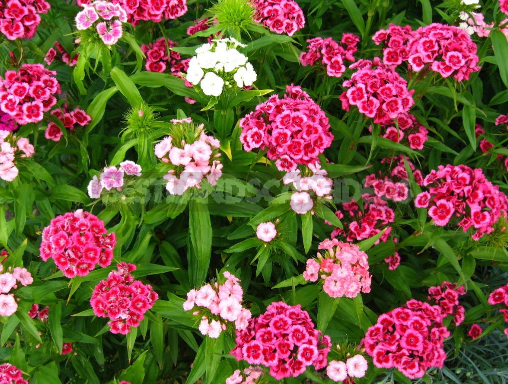 Perennial Carnations: Low-Growing And Small-Flowered