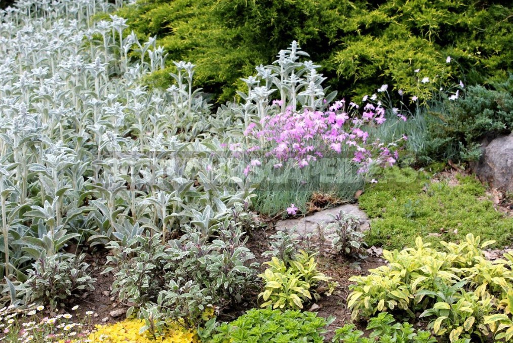 Perennial Carnations: Low-Growing And Small-Flowered