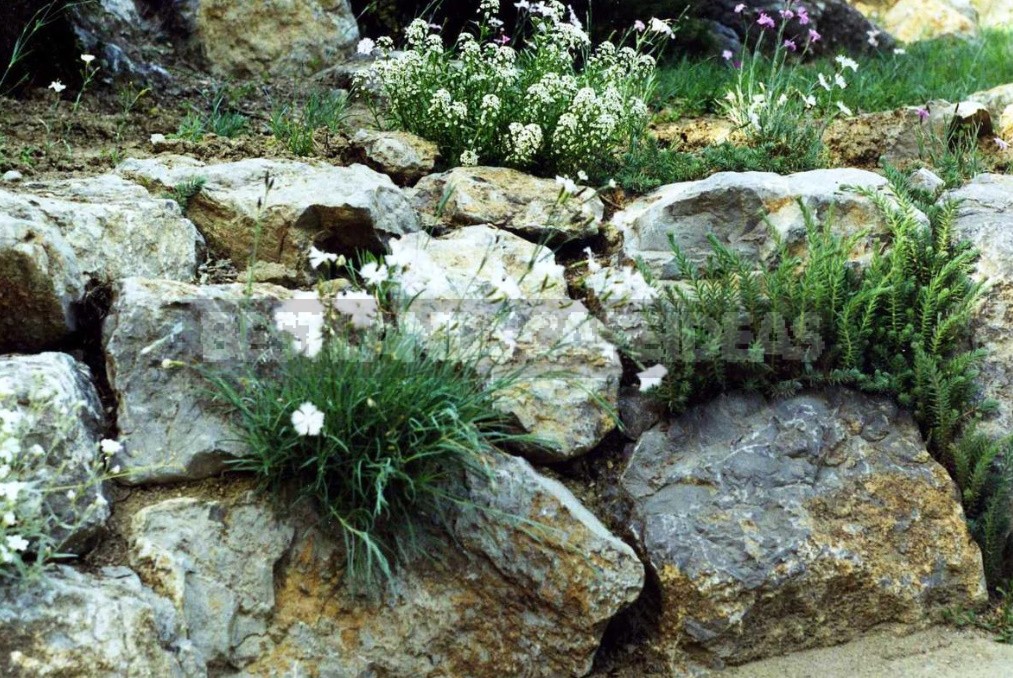 Perennial Carnations: Low-Growing And Small-Flowered