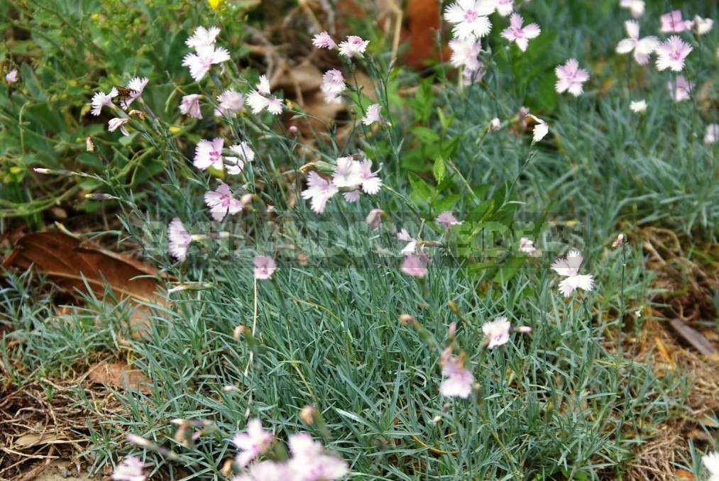 Perennial Carnations: Low-Growing And Small-Flowered