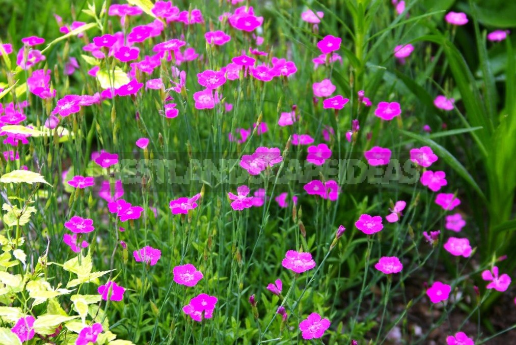 Perennial Carnations: Low-Growing And Small-Flowered