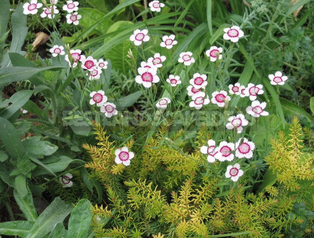 Perennial Carnations: Low-Growing And Small-Flowered