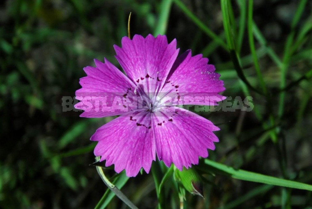 Perennial Carnations: Low-Growing And Small-Flowered