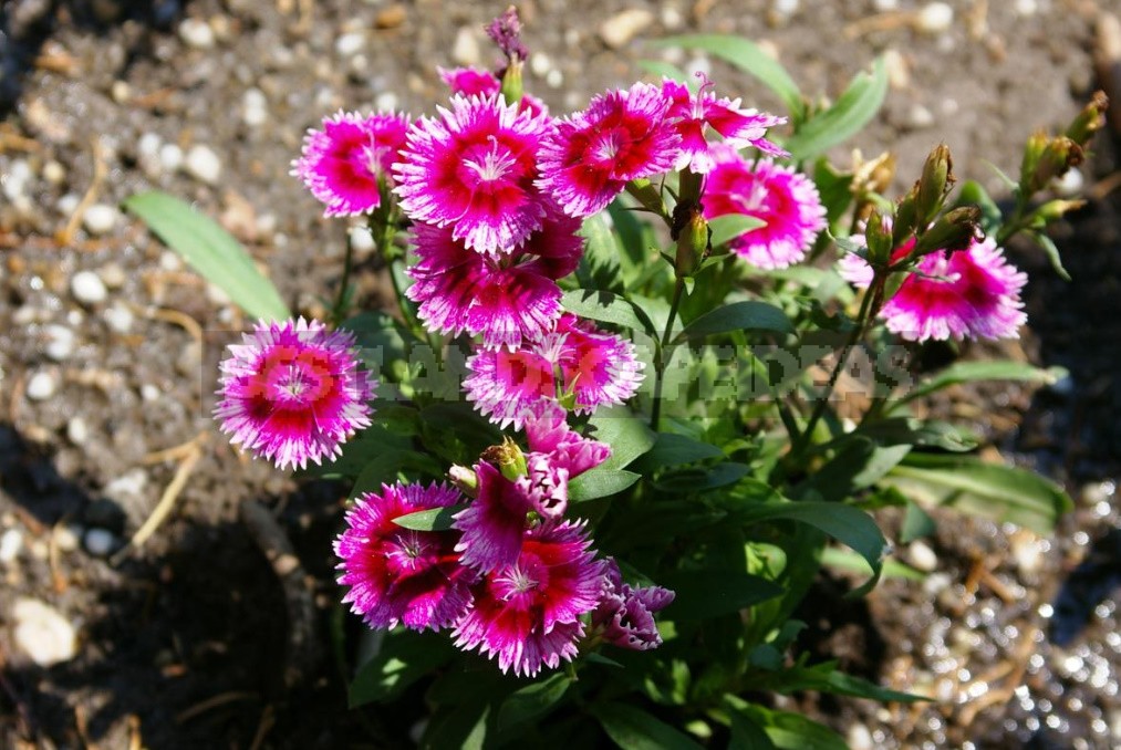 Perennial Carnations: Low-Growing And Small-Flowered