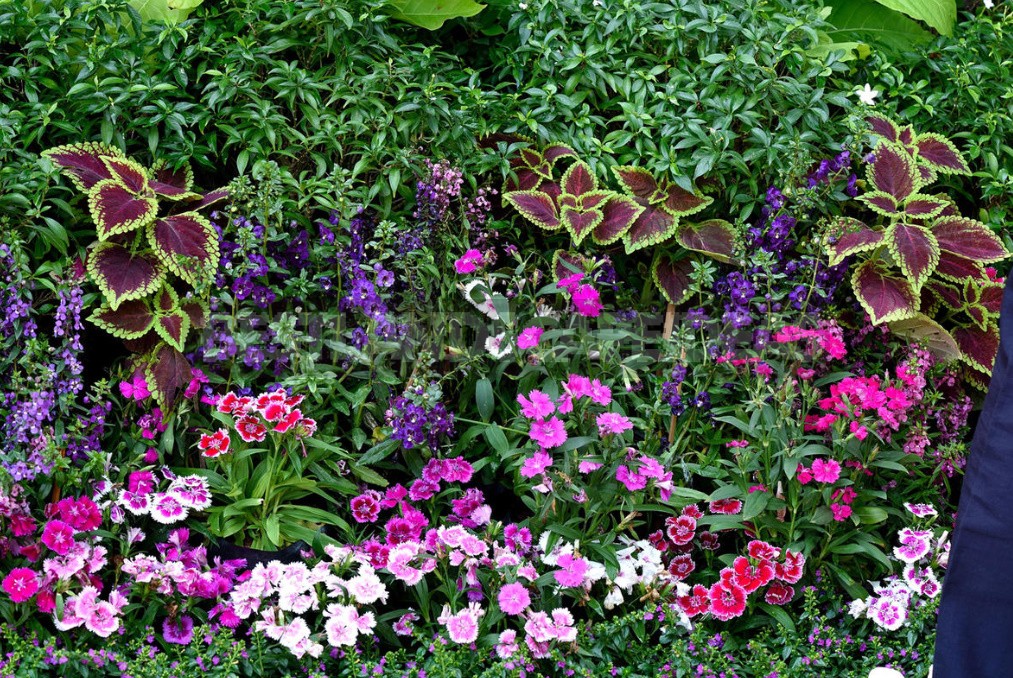 Perennial Carnations: Low-Growing And Small-Flowered