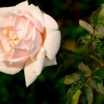 Plant Diseases And Protection Of The Garden From Them (Part 1)