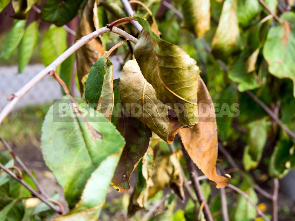 Plant Diseases And Protection Of The Garden From Them (Part 2)