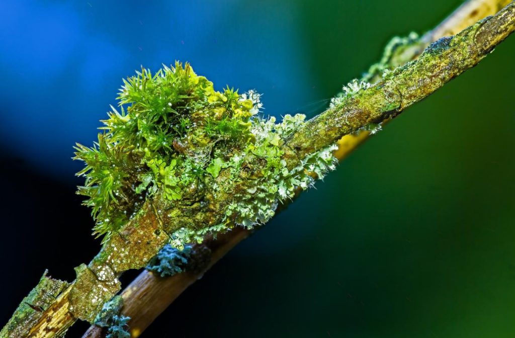 Polypores, Mosses, Lichens — Uninvited Guests Of The Garden (Part 1)