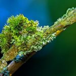 Polypores, Mosses, Lichens — Uninvited Guests Of The Garden (Part 2)