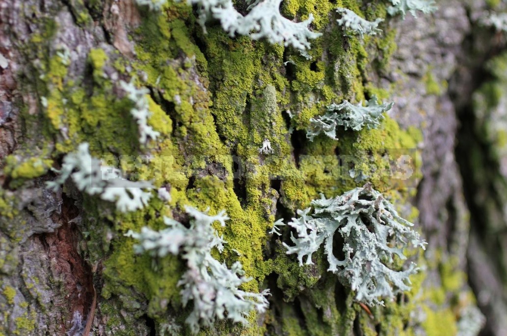 Polypores, Mosses, Lichens — Uninvited Guests Of The Garden (Part 2)