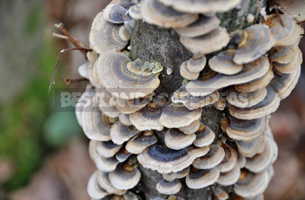 Polypores, Mosses, Lichens — Uninvited Guests Of The Garden (Part 1)