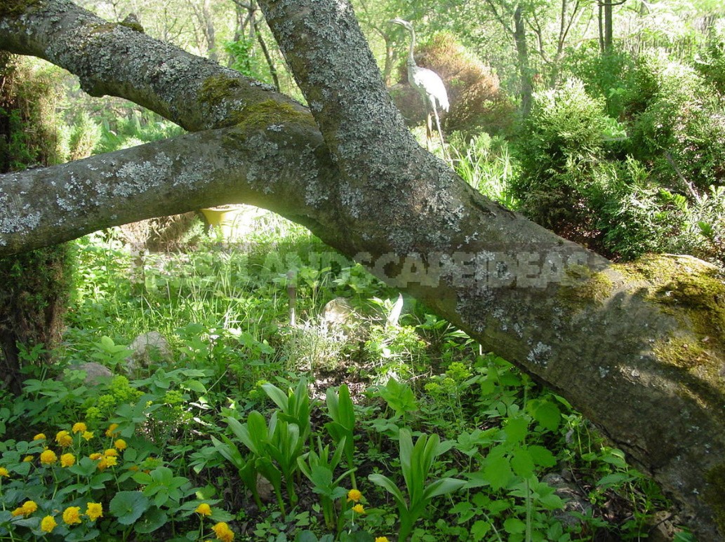 Polypores, Mosses, Lichens — Uninvited Guests Of The Garden (Part 1)