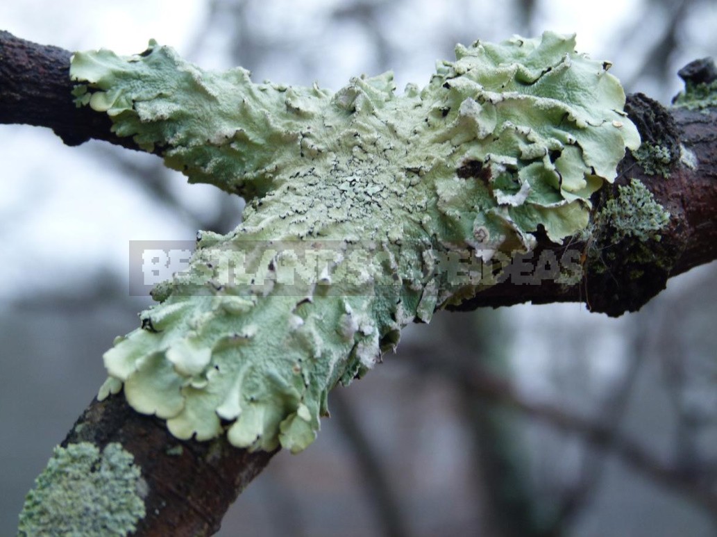 Polypores, Mosses, Lichens — Uninvited Guests Of The Garden (Part 1)