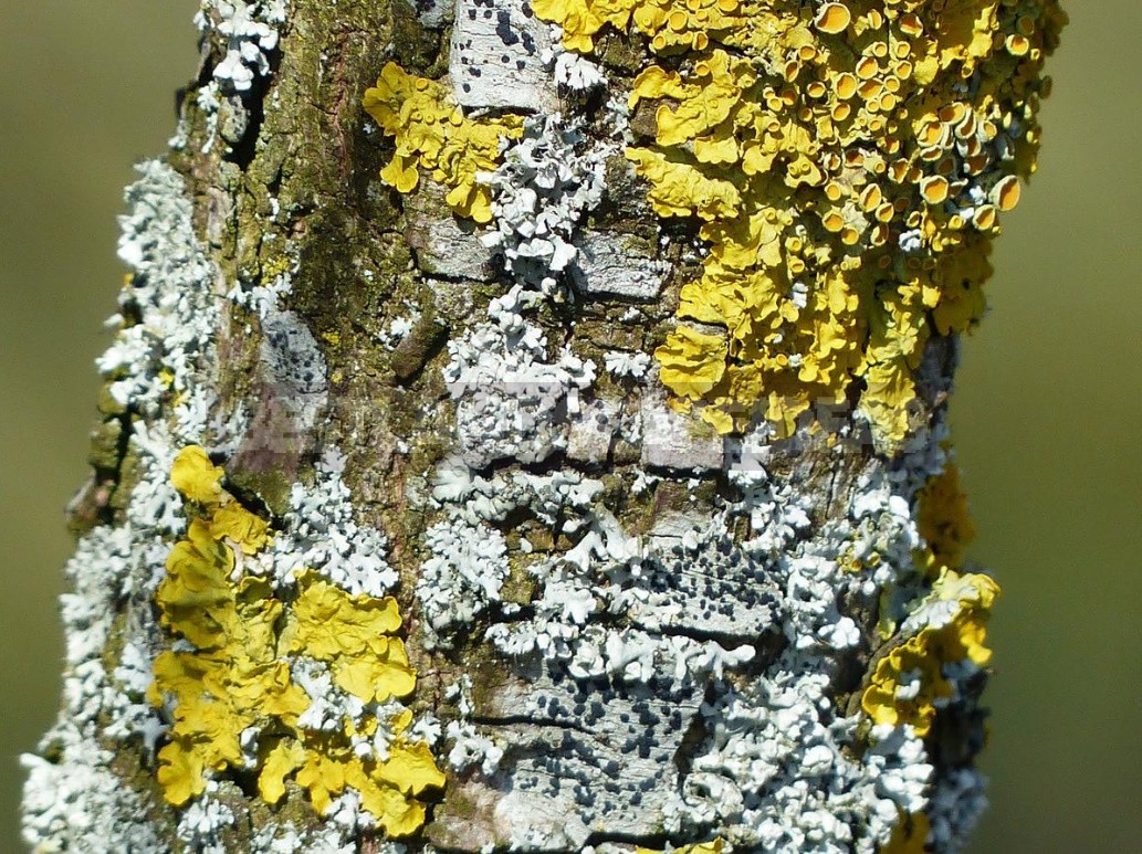 Polypores, Mosses, Lichens — Uninvited Guests Of The Garden (Part 1)