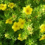 Potentila Fruticosa For Your Garden