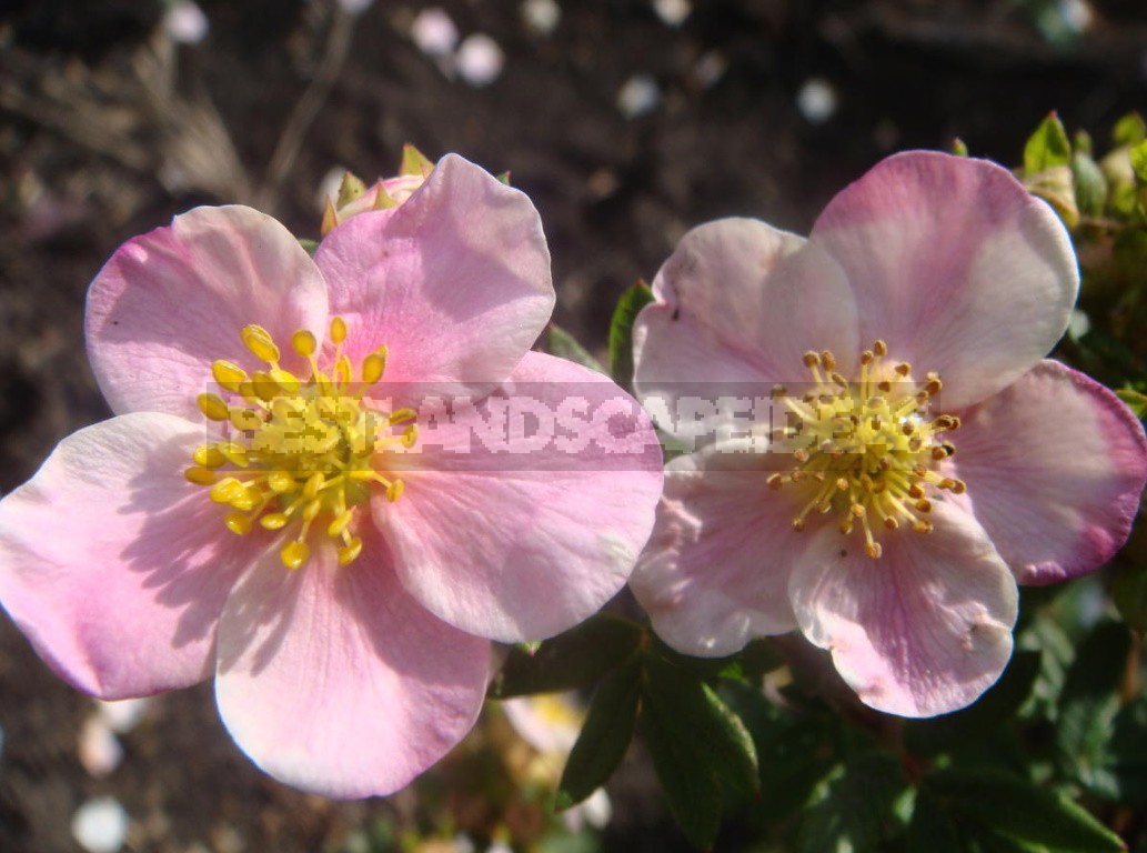 Potentila Fruticosa For Your Garden