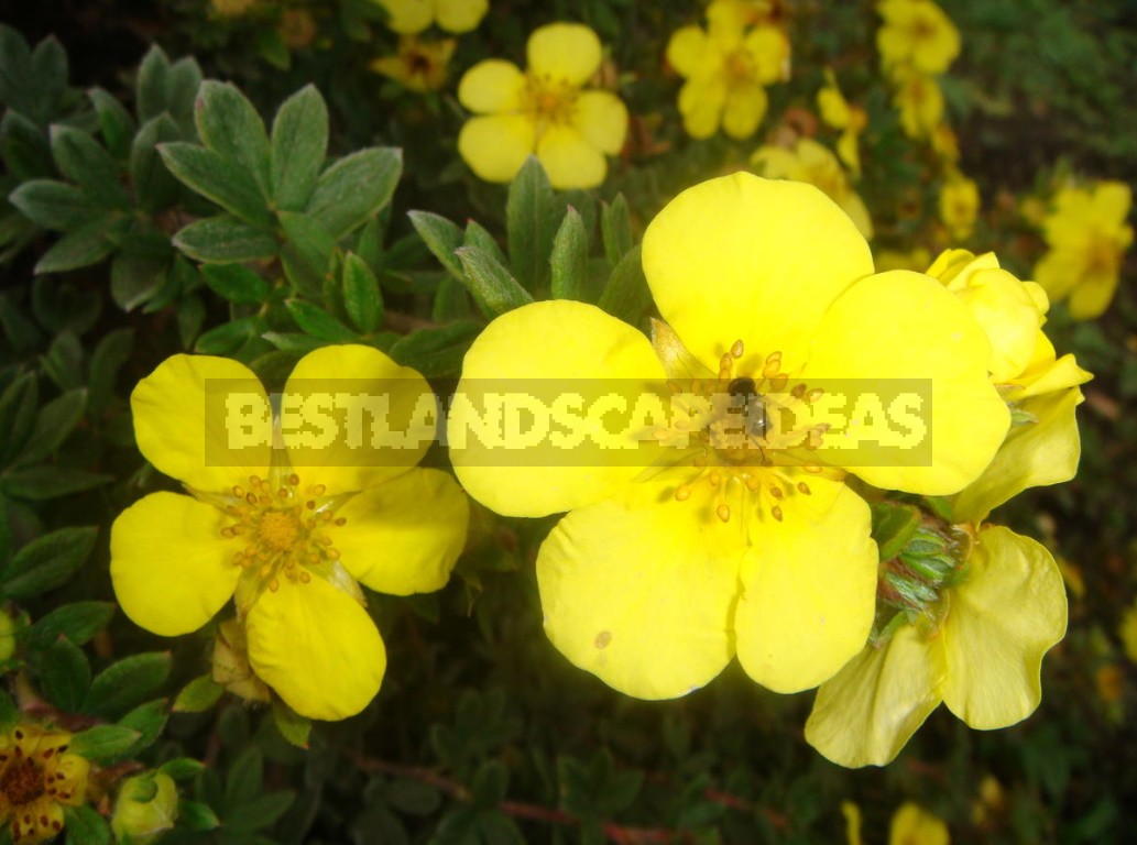 Potentila Fruticosa For Your Garden