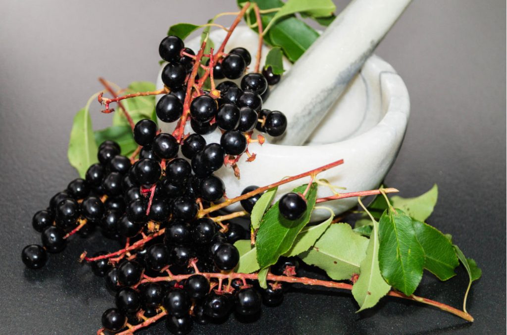 Prunus Padus Flour: What Is Useful And How To Prepare It