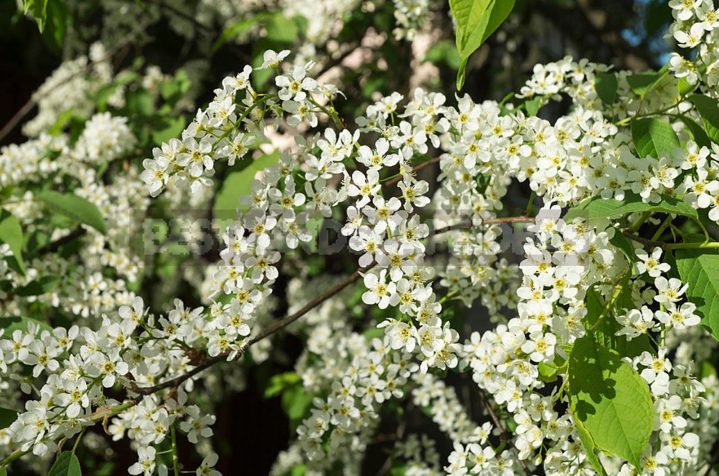 Prunus Padus Flour: What Is Useful And How To Prepare It