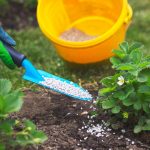 Scheme Of Feeding Strawberries: What Does The Queen Of Berries Want To Eat
