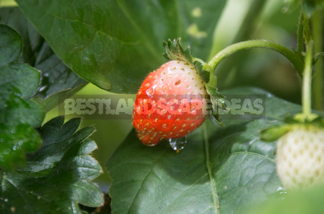 Scheme Of Feeding Strawberries: What Does The Queen Of Berries Want To Eat