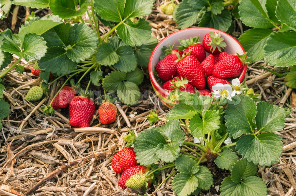 Scheme Of Feeding Strawberries: What Does The Queen Of Berries Want To Eat