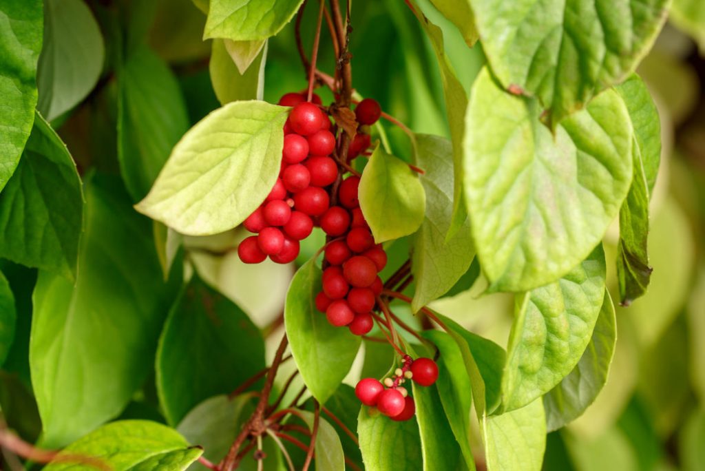 Schisandra Chinensis: Useful Properties And Contraindications For Use ...