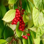 Schisandra Chinensis: Useful Properties And Contraindications For Use