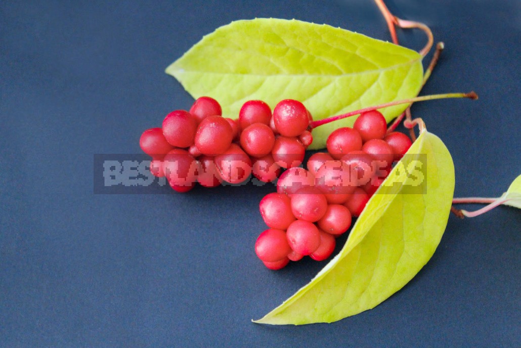 Schisandra Chinensis: Useful Properties And Contraindications For Use