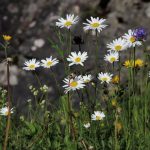 Signs Of June
