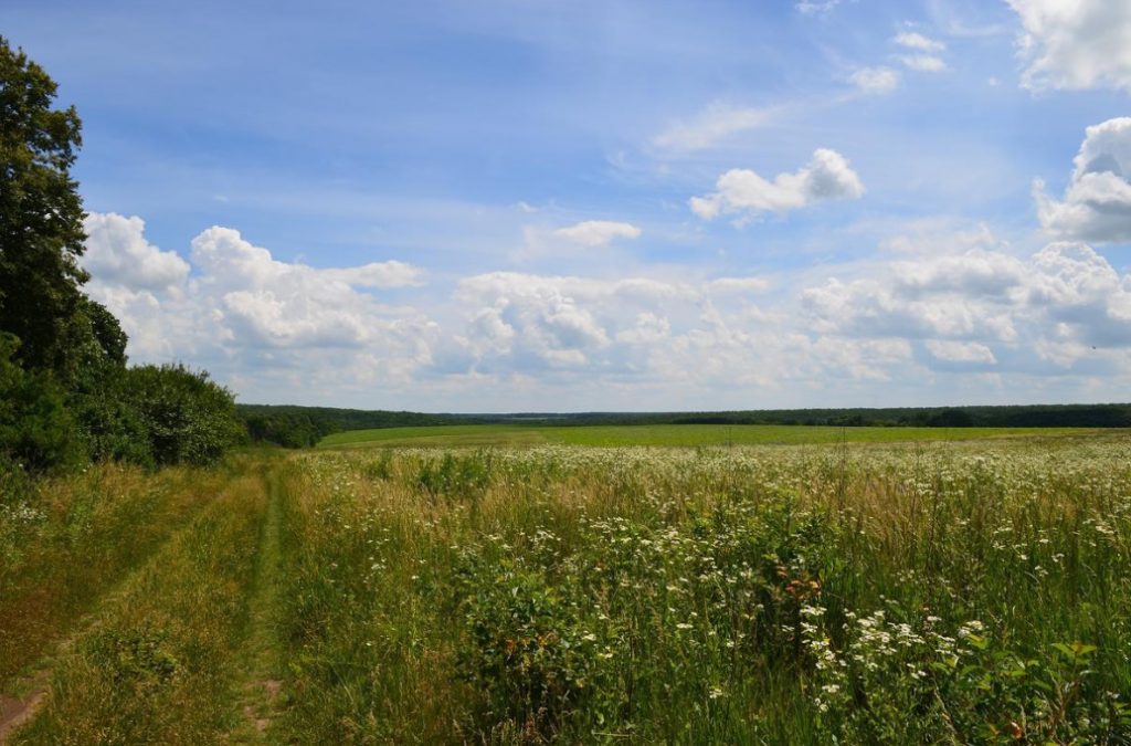 Signs Of July