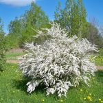 Spirea: A Plant Without Flaws