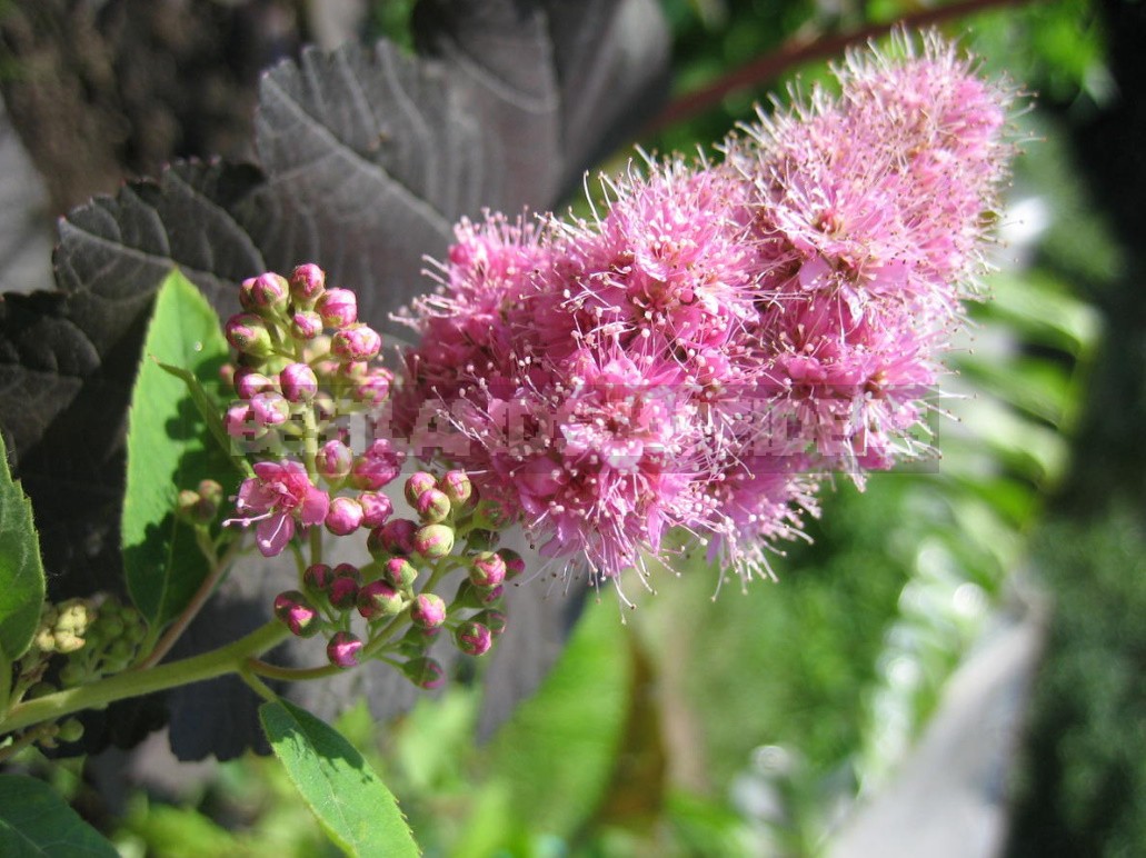 Spirea: A Plant Without Flaws