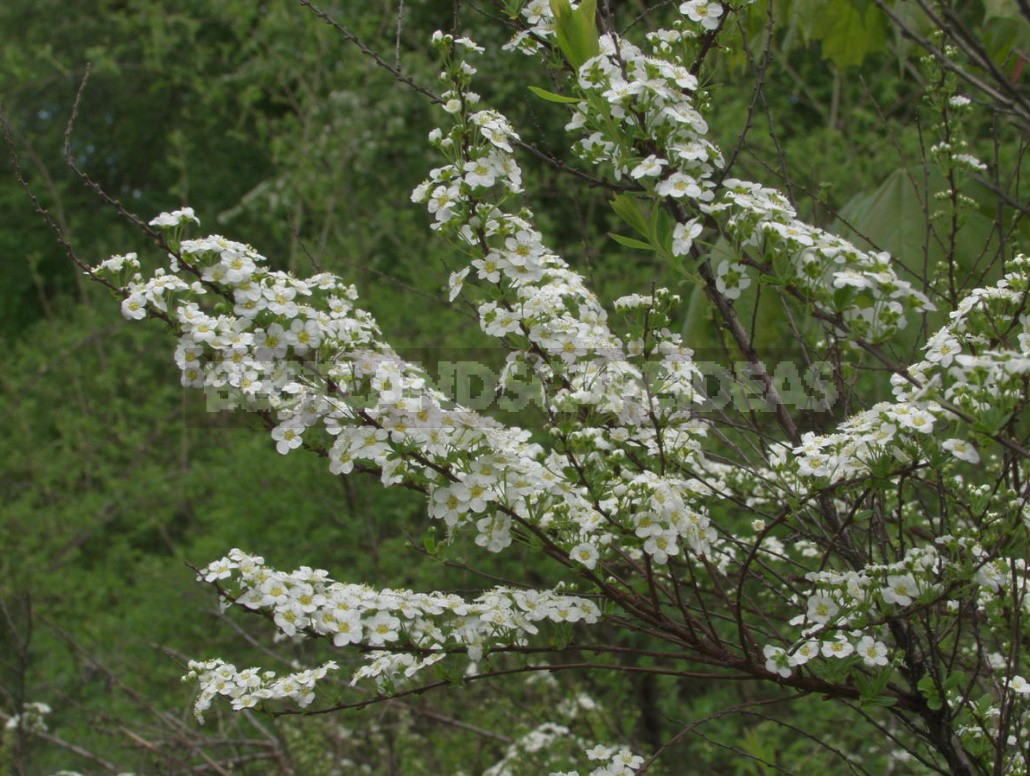 Spirea: A Plant Without Flaws