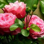 Summer Rose Care