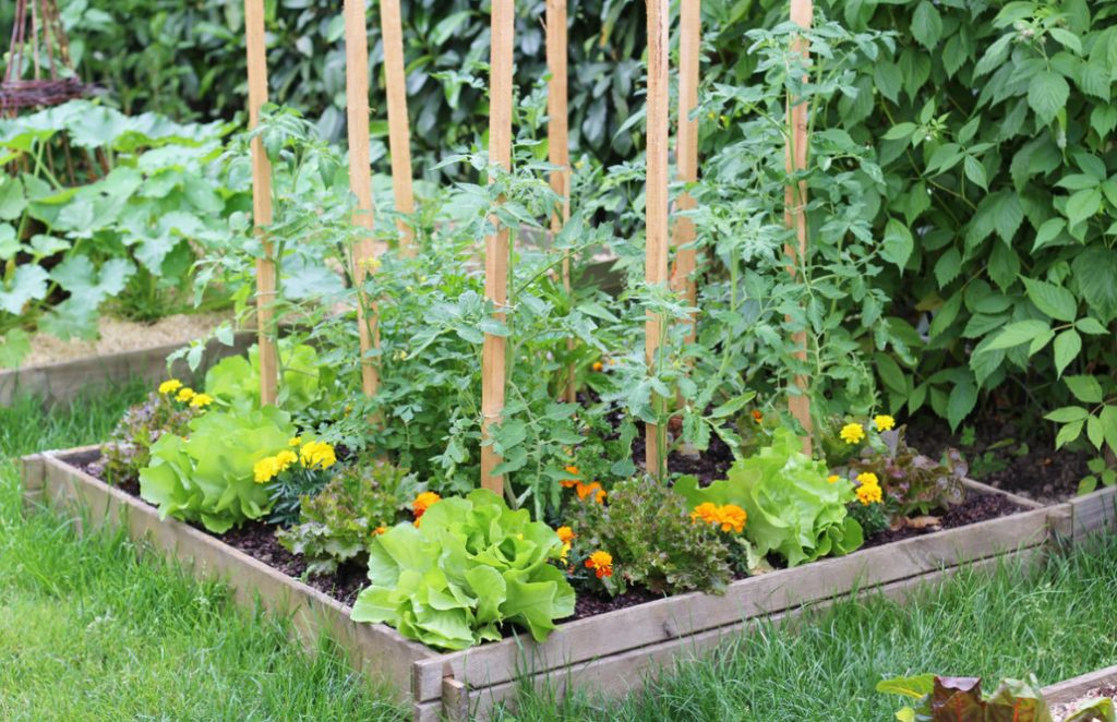 Sunny Shades In The Garden: Plants In Yellow And Orange (Part 2)