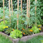 Sunny Shades In The Garden: Plants In Yellow And Orange (Part 1)