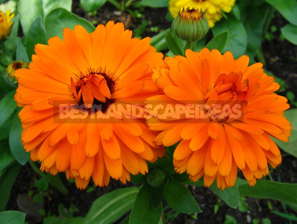 Sunny Shades In The Garden: Plants In Yellow And Orange (Part 2)
