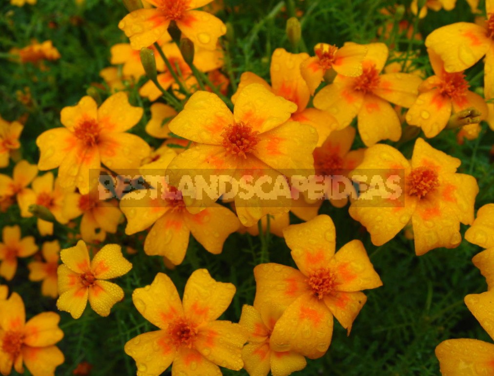 Sunny Shades In The Garden: Plants In Yellow And Orange (Part 1)