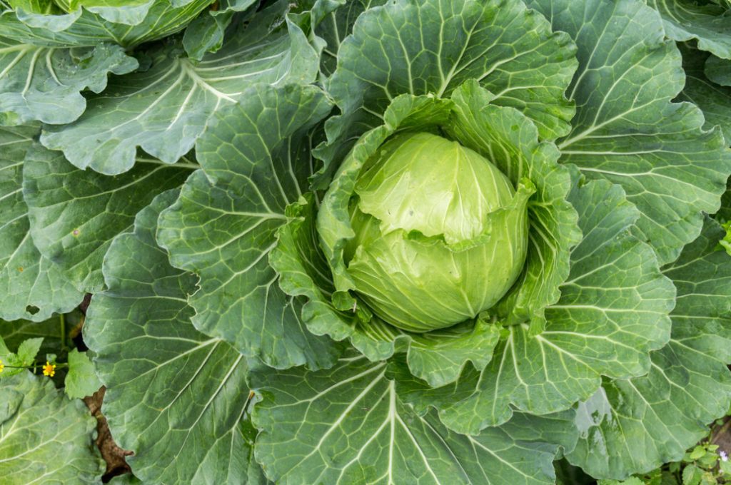 Top Dressing For Cabbage — Scheme Of Top Dressing For The Season (Part 2)