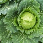 Top Dressing For Cabbage — Scheme Of Top Dressing For The Season (Part 1)