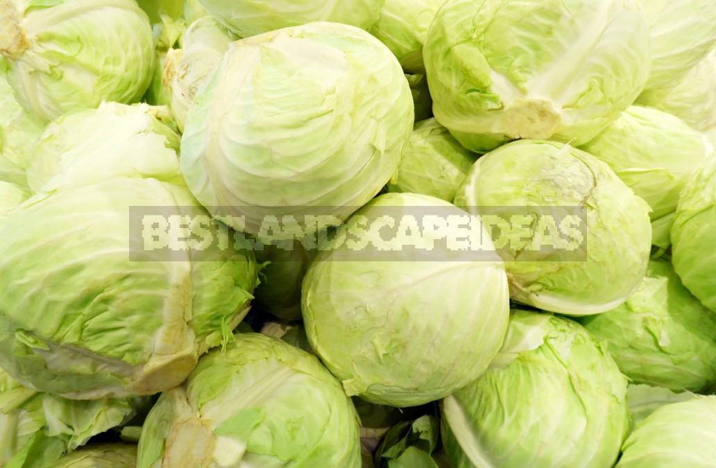 Top Dressing For Cabbage — Scheme Of Top Dressing For The Season (Part 2)