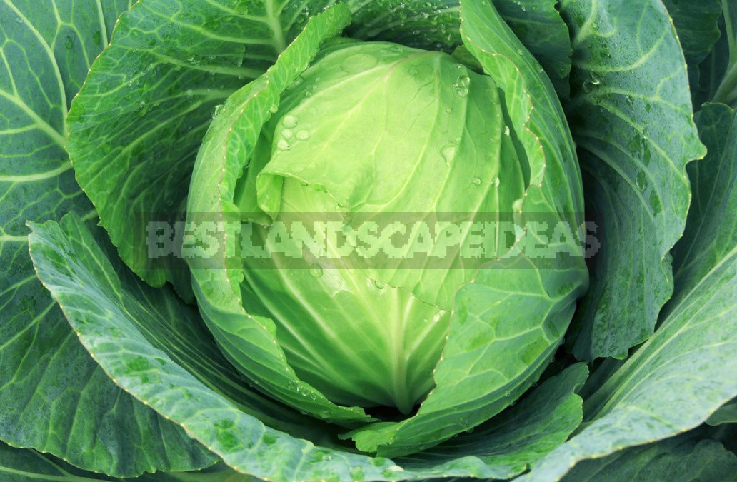 Top Dressing For Cabbage — Scheme Of Top Dressing For The Season (Part 2)