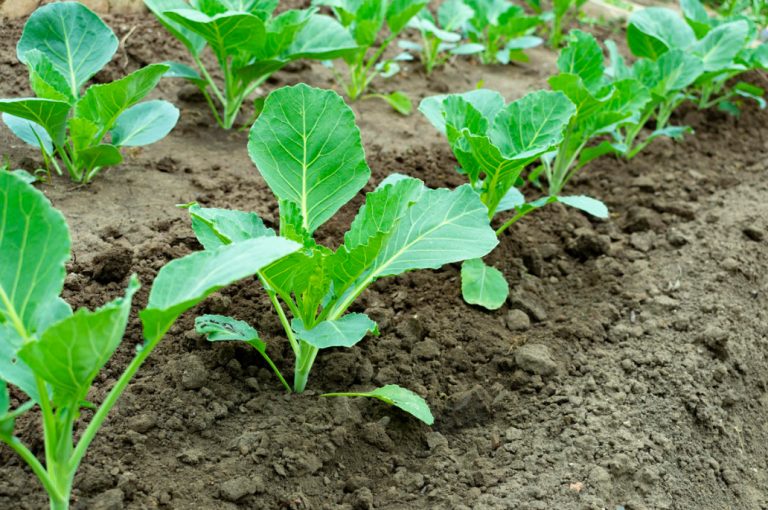 Top Dressing For Cabbage — Scheme Of Top Dressing For The Season (Part ...